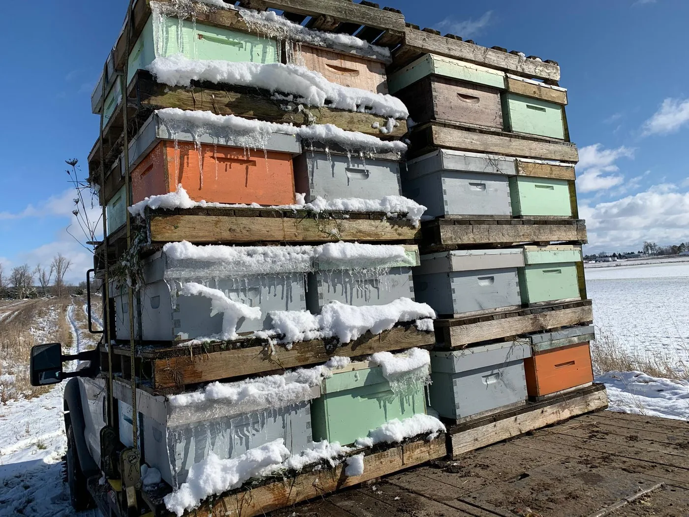 Rows of hives at the Erin apiary