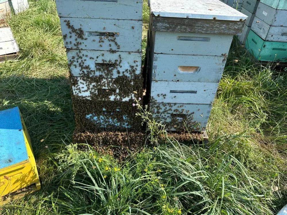 Hives among wildflower fields